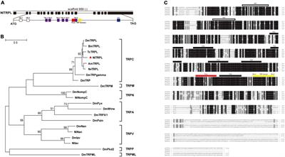 Function of Transient Receptor Potential-Like Channel in Insect Egg Laying